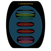 COMPETENCIAS ESPECÍFICAS